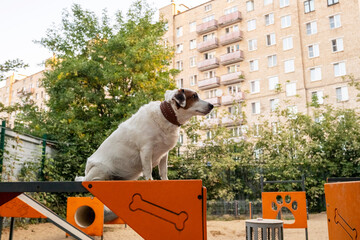 Dog confidently balancing on playground equipment in a city park surrounded by green foliage and apartment buildings. The image captures a mix of urban and natural settings.