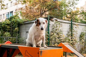 Dog Balancing on Playground Equipment in Urban Park