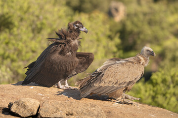 Cinereous vulture, black vulture, Eurasian black vulture, monk vulture - Aegypius monachus and Eurasian griffon vulture - Gyps fulvus fulvus on rock. Photo from Sierra de Gredos in Spain.	