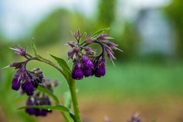 Comfrey flower in the family garden.