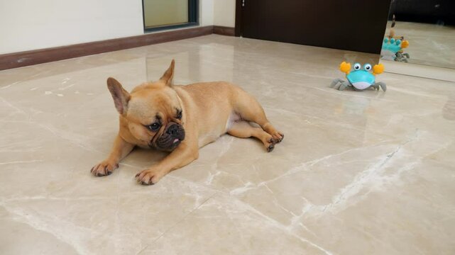 Bored young French Bulldog lies on floor, seemingly uninterested as toy crab runs behind. Dog stays still, only turning head and ears to track move without looking, as if intentionally ignoring toy