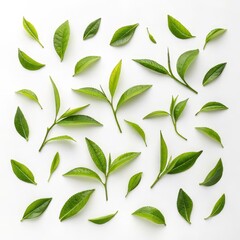 Green Tea Leaves Flatlay Fresh Sprigs and Single Leaves on White, Tea Plant, Herbal Tea, Green Tea