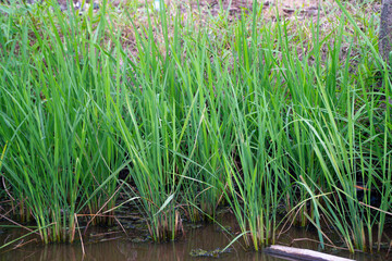 Fototapeta premium Close up view of vibrant green young rice plants growing in shallow dark water