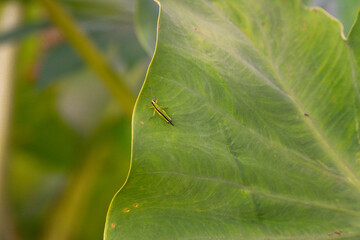 Small bright green grasshopper insect sits calmly on a large tropical plant leaf outdoors in nature