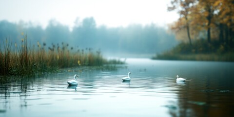 Fototapeta premium Three swans on a calm lake in autumn peaceful nature scene