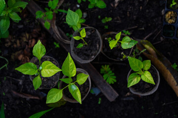 Close-up aerial view of young green plants sprouting in recycled plastic pots, a small home garden