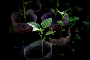 Young plant seedlings growing in recycled plastic bottles as temporary pots