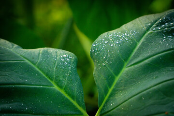 Close-up View of Large Green Plant Leaves Covered in Fresh Water Droplets After Rain or Morning Dew
