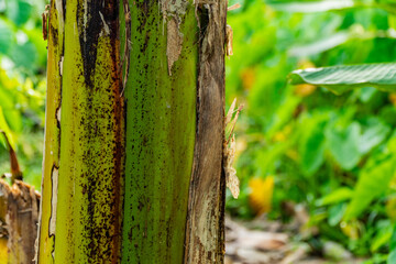 Detailed close-up view of the rough textured trunk of a tropical banana tree plant growing outdoors in nature.