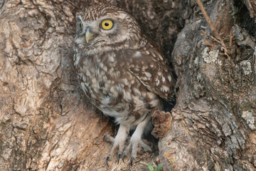 Little owl, owl of Athena, owl of Minerva - Athene noctua emerging from feeding hollow. Photo from Calera y Chozas in Spain, Toledo Province.