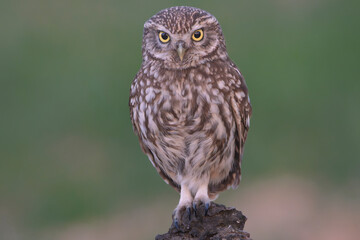  Little owl, owl of Athena, owl of Minerva - Athene noctua standing on stone at green background. Photo from Calera y Chozas in Spain, Toledo Province.