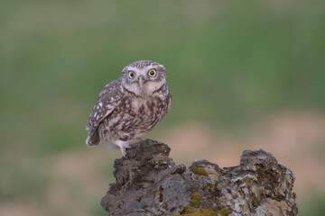 Little owl, owl of Athena, owl of Minerva - Athene noctua standing on stone at green background. Photo from Calera y Chozas in Spain, Toledo Province. Copy space on right side.