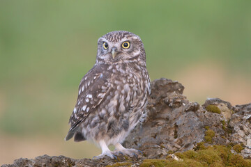 Little owl, owl of Athena, owl of Minerva - Athene noctua standing on stone at green background. Photo from Calera y Chozas in Spain, Toledo Province.