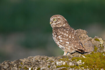 Little owl, owl of Athena, owl of Minerva - Athene noctua standing on stone at green background. Photo from Calera y Chozas in Spain, Toledo Province. Copy space on left side.