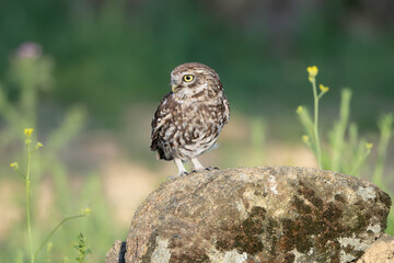 Little owl, owl of Athena, owl of Minerva - Athene noctua standing on stone at graan background. Photo from Calera y Chozas in Spain, Toledo Province.