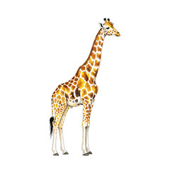 Obraz premium Giraffe illustration wildlife animal africa safari zoo mammal tall neck art drawing design isolated image on transparent background