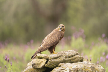 Common Buzzard - Buteo buteo calling on stones at dark green background. Photo from Sierra de Gredos Mountain in Spain.