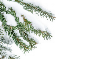Snow covered pine branch isolated on transparent background