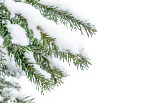 Snow covered pine branch isolated on transparent background