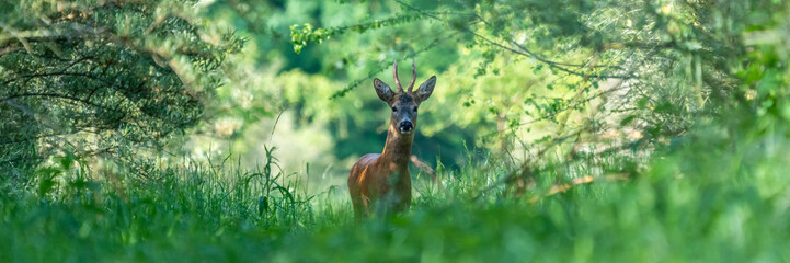 Ein Rehbock in einem grünen Wald