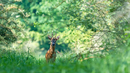 Ein Rehbock in einem grünen Wald