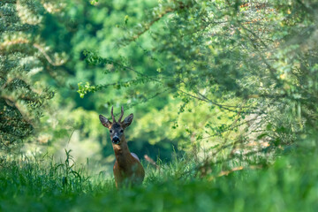 Ein Rehbock in einem grünen Wald