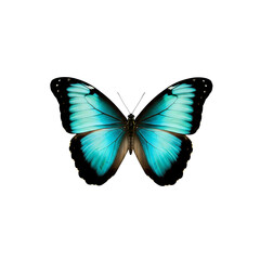 Obraz premium Vibrant Blue Morpho Butterfly Isolated on White Background with Detailed Wings and Black Edges