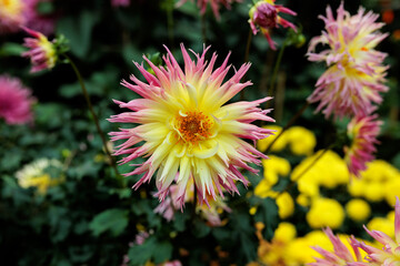 Beautiful red yellow orange and pink flowers at Gardens by the bay in Singapore