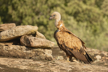 Eurasian griffon vulture - Gyps fulvus fulvus on rock at green background. Photo from Sierra de Gredos Mountain in Spain.