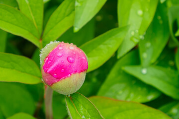 Flower. A pink bud of a peony. A genus of herbaceous perennials and deciduous shrubs. Nature.