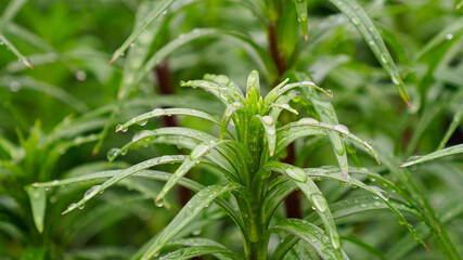 Tiger lily leaves in rain drops. Gardening. The beauty of nature.