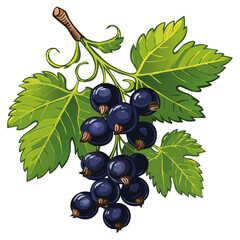 Blackcurrant on a branch color vector illustration. Image of summer berry and leaves on an isolated background. Twig for packaging and design.