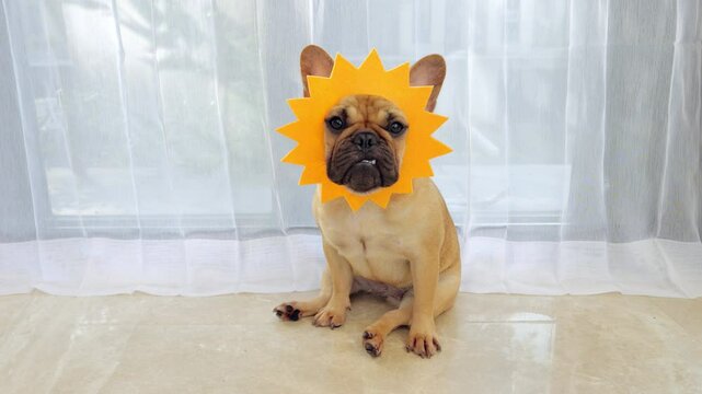 Cute young French Bulldog wearing whimsical yellow sun-shaped headgear, sitting still and looking straight at camera. Her wrinkled muzzle and serious, slightly grumpy expression contrast with prop
