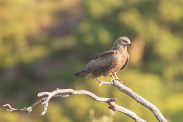 black kite - Milvus migrans perched with meadow in background. Photo from Sierra de Gredos Mountain in Spain. Copy space on left side.	