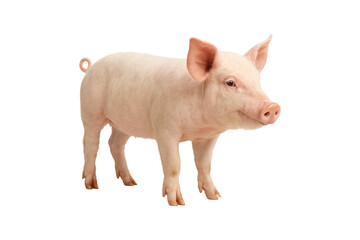 Cute pink pig standing on white background. High-quality image of domestic piglet, perfect for farming, agriculture, livestock, animal-related design, educational materials, transparent, clipping path © MJ iceberg