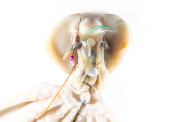 Internal and external structure of a squid in a biological laboratory.