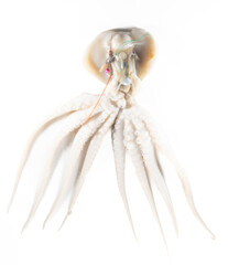 Internal and external structure of a squid in a biological laboratory.