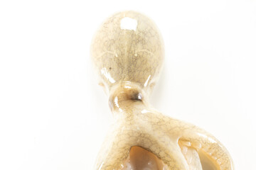 Internal and external structure of a squid in a biological laboratory.