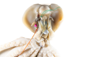 Internal and external structure of a squid in a biological laboratory.