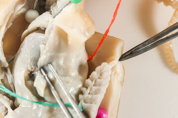 Internal and external structure of a squid in a biological laboratory.