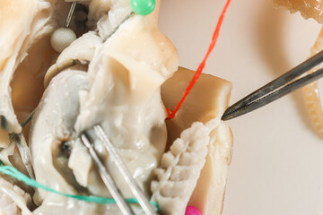 Internal and external structure of a squid in a biological laboratory.