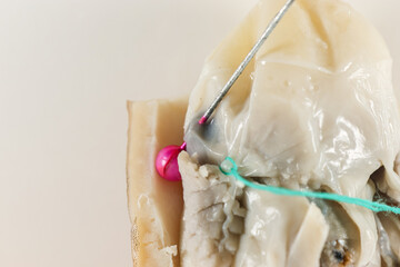 Internal and external structure of a squid in a biological laboratory.