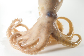 Internal and external structure of a squid in a biological laboratory.