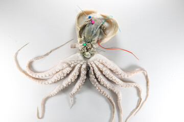 Internal and external structure of a squid in a biological laboratory.