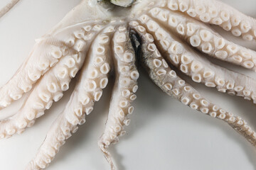 Internal and external structure of a squid in a biological laboratory.