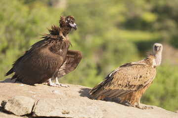 Cinereous vulture, black vulture, Eurasian black vulture, monk vulture - Aegypius monachus and Eurasian griffon vulture - Gyps fulvus fulvus on rock. Photo from Sierra de Gredos in Spain.