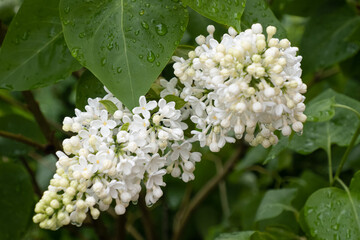 Lilac bush. Flower. Gardening. Raindrops. Greeting card