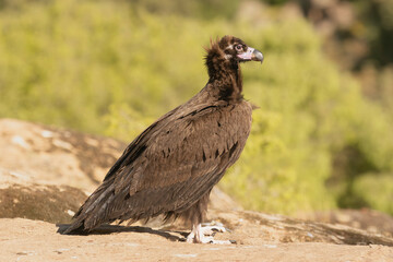 Cinereous vulture, black vulture, Eurasian black vulture, monk vulture - Aegypius monachus on rock at green background. Photo from Sierra de Gredos Mountain in Spain. Near-threatened specie.