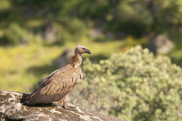 Eurasian griffon vulture - Gyps fulvus fulvus on rock at green background. Photo from Sierra de Gredos Mountain in Spain. Copy space on right side.