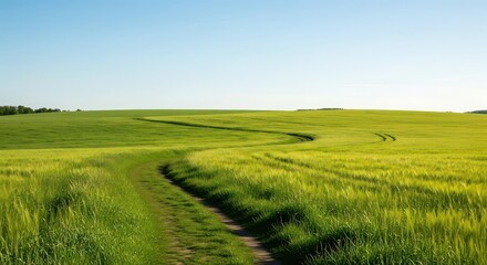 Green Field and Path Under Blue Sky